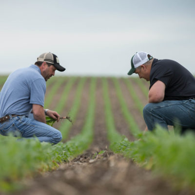 Crop Scouting