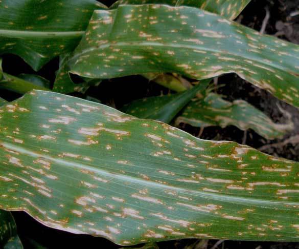 IMG photo corn leaves diseased