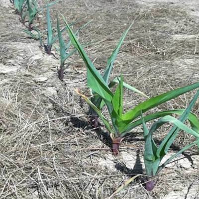 How Early Season Drought Affects Your Corn Crop