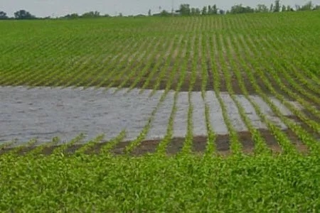 Rescue nitrogen corn ponding