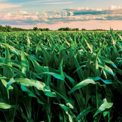 Rescue Nitrogen Applications to Corn