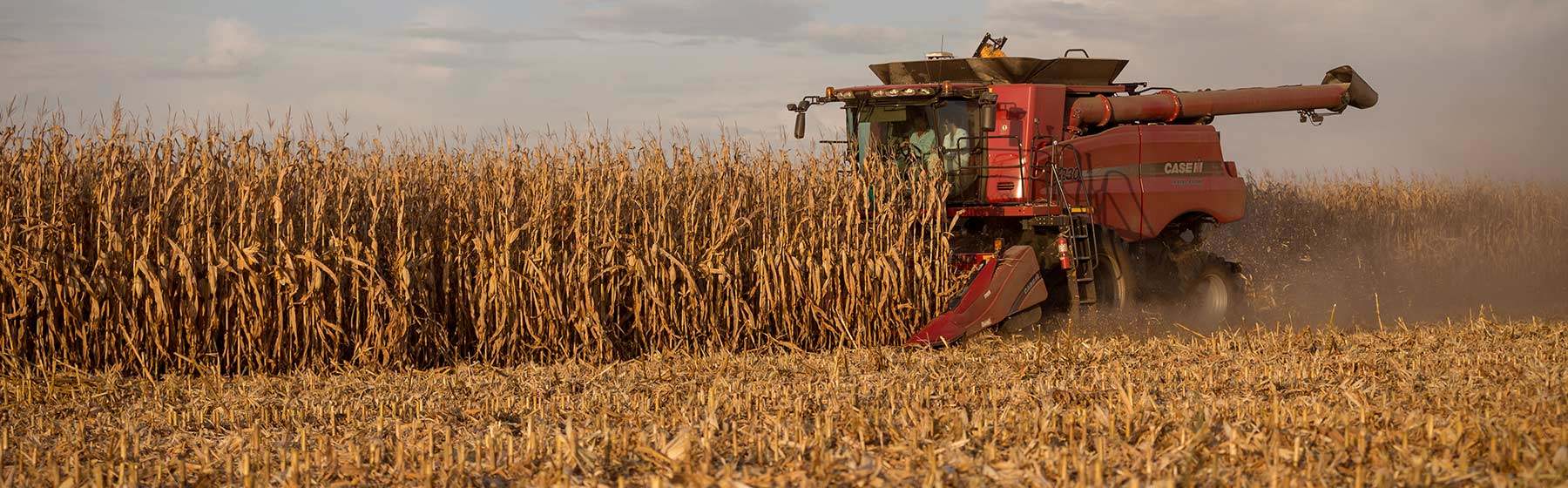 Header 2 Corn Harvest Minnesota C1261