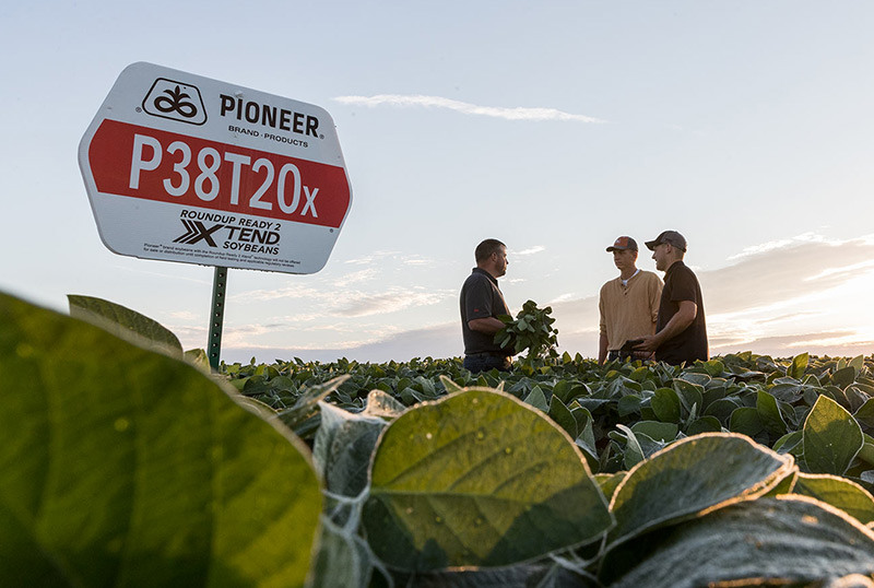 Inset 2 Sheldon Midseason Soybeans 00273