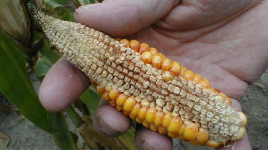 Pioneer drought stress grain harvest 1