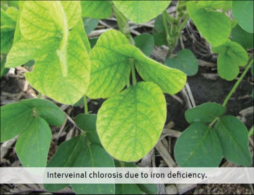 Pioneer soy soil fertility 4