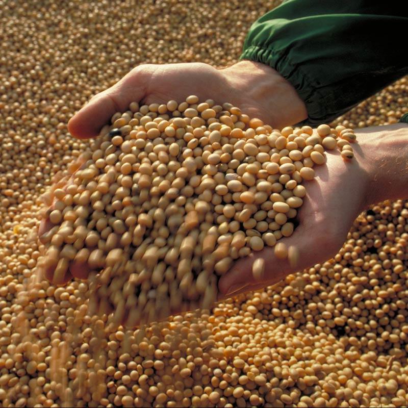 Reducing Harvest Losses in Soybeans