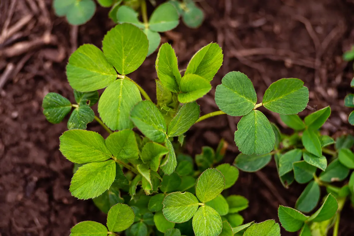 Alfalfa Getty Images 1485186733