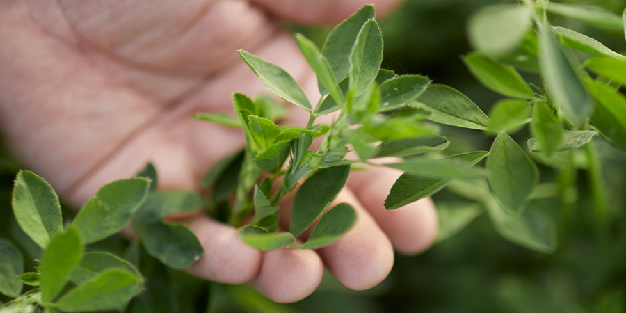 Secondary_Yield_Alfalfa