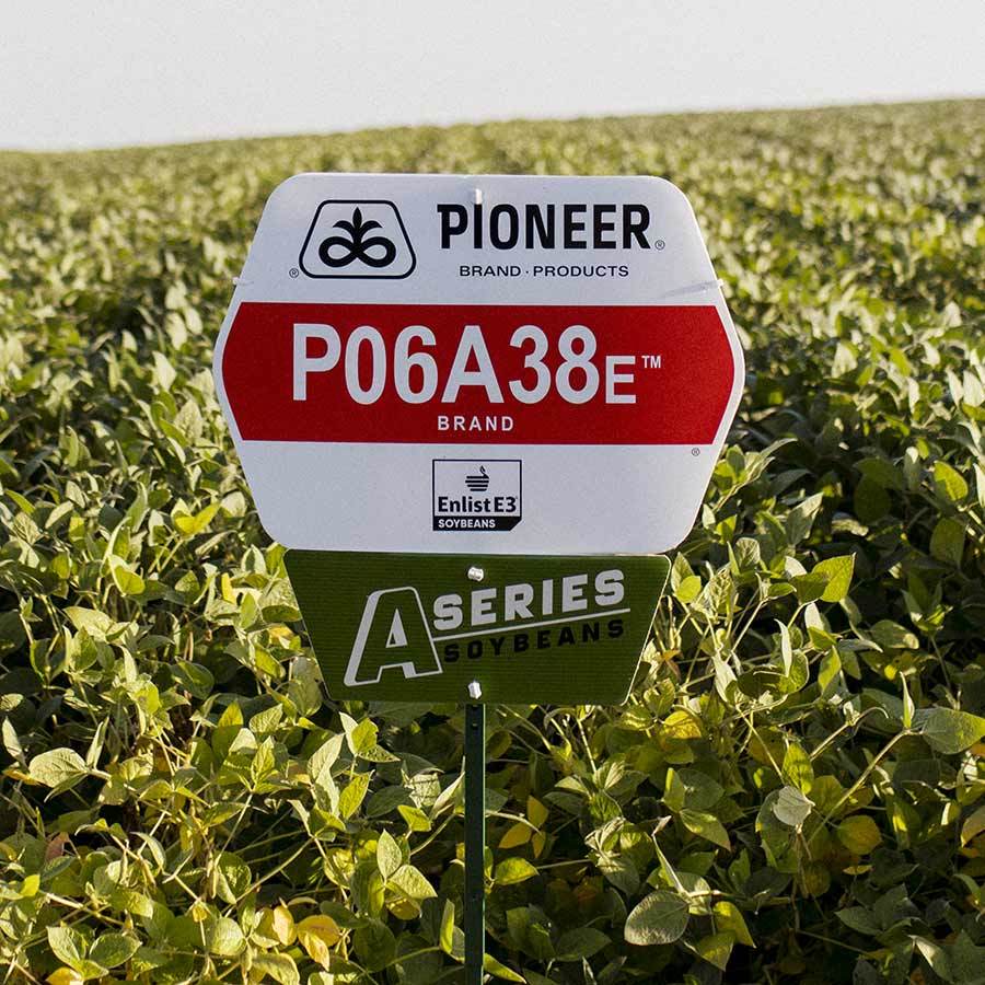 P06 A38 E Flat2 20220902 COR Soybean Manilla Iowa 0240