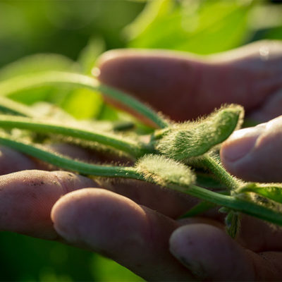 Seed Treatment