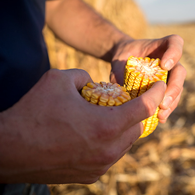 Inset Corn Harvest Minnesota C2606