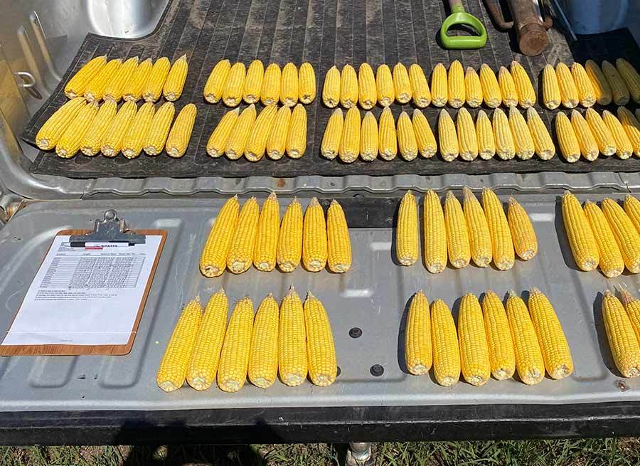 Samuelson Seeds | Corn Yield Cobs