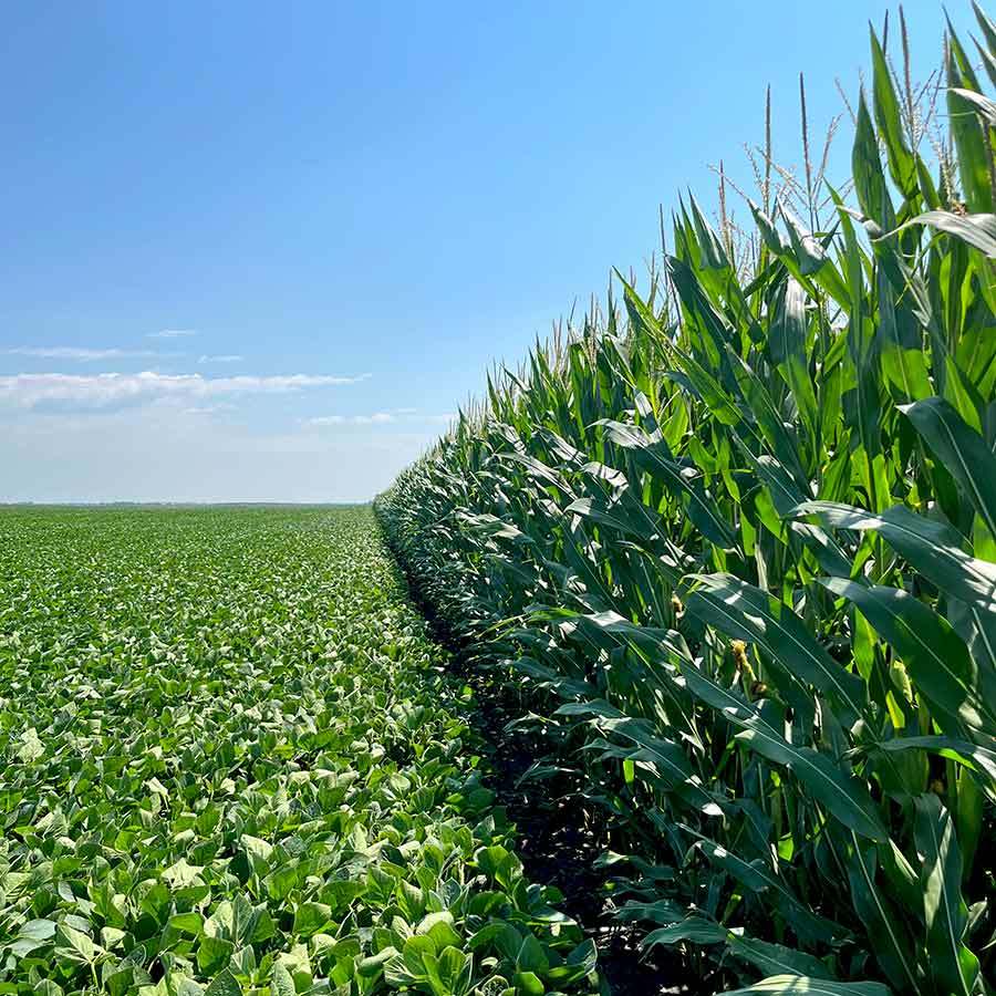 Samuelson Seeds | Crop Consult Corn Stalks