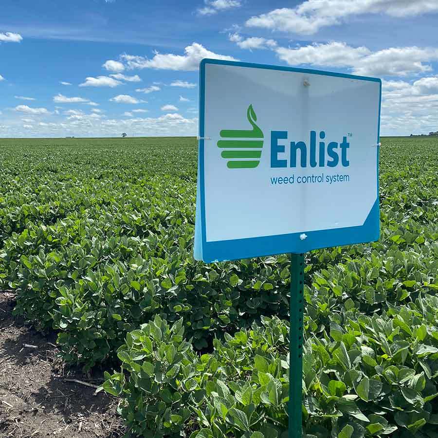 Samuelson Seeds | Soybeans Enlist Closeup