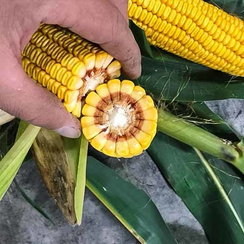 Seed Concepts | Corn Closeup