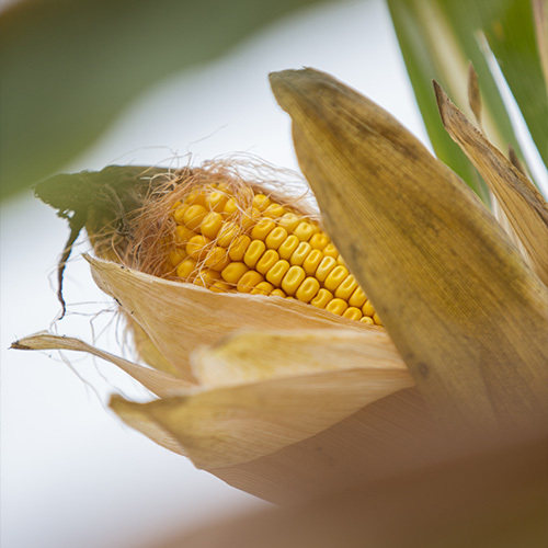 Snodgrass | Crop Protection | Corn Closeup