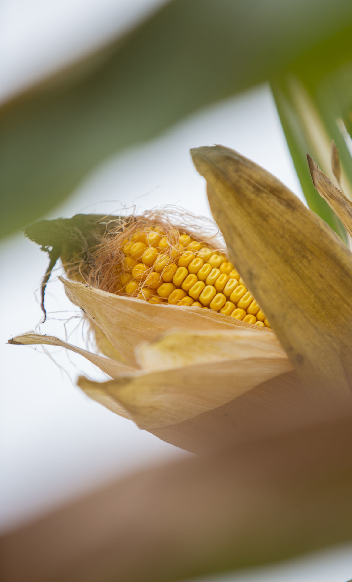 Snodgrass | Crop Protection | Corn | Full Image
