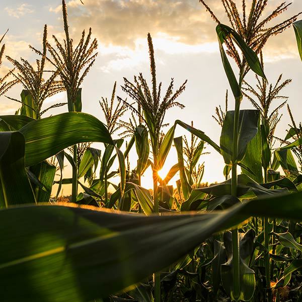 Corn Getty Images 1409329614