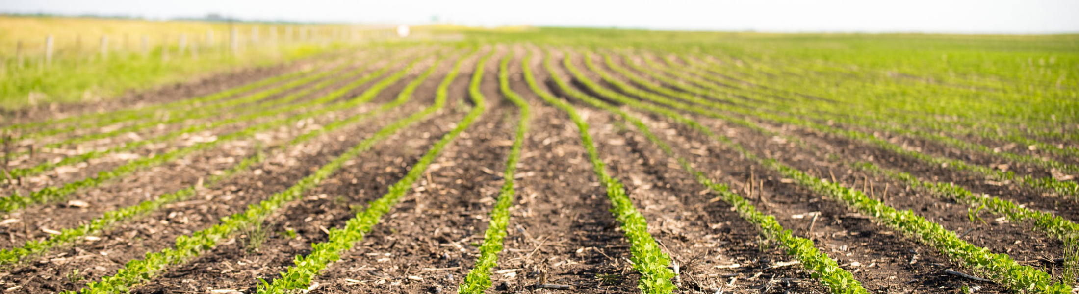 How Deep Do you Plant Soybeans chp 20170622 pioneersoy2017 10074 oh08lseriuuloi6incpgpm0j58hlptlinq3ttbis1c