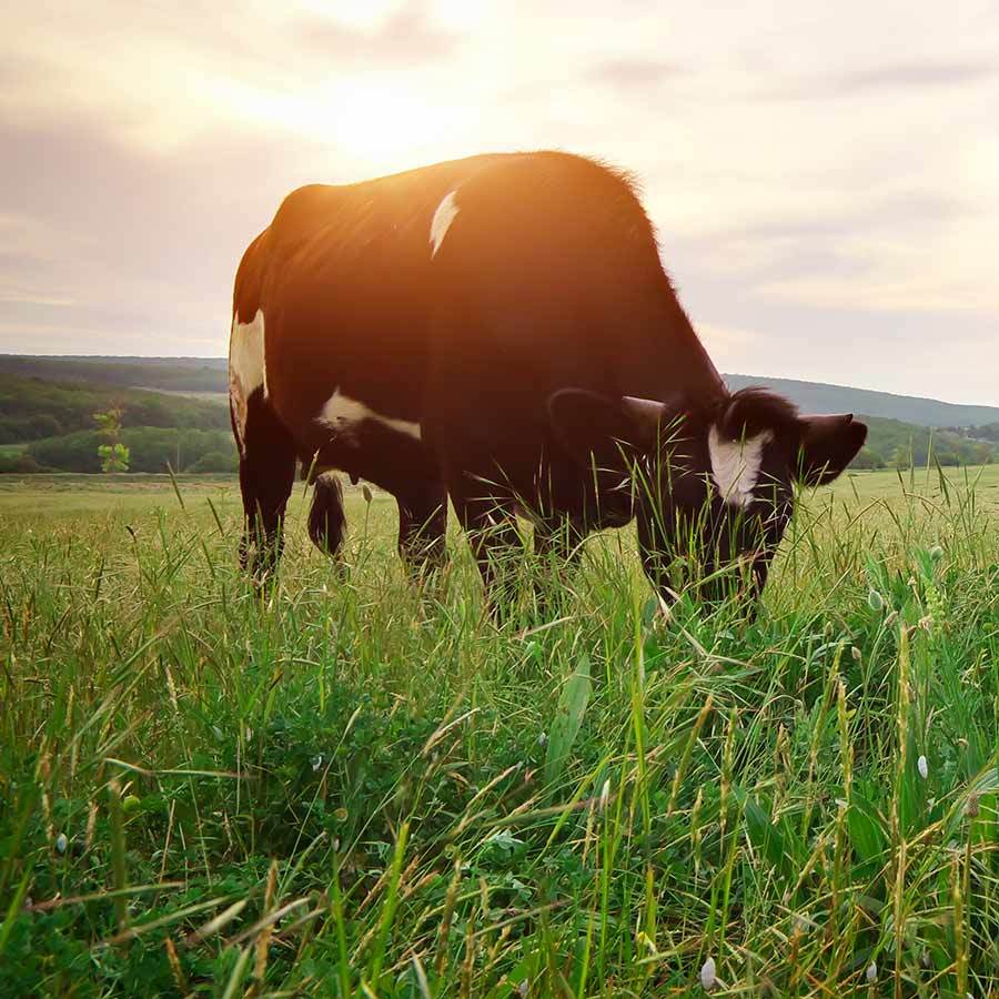 Inset Pasture Mix Getty Images 519861662