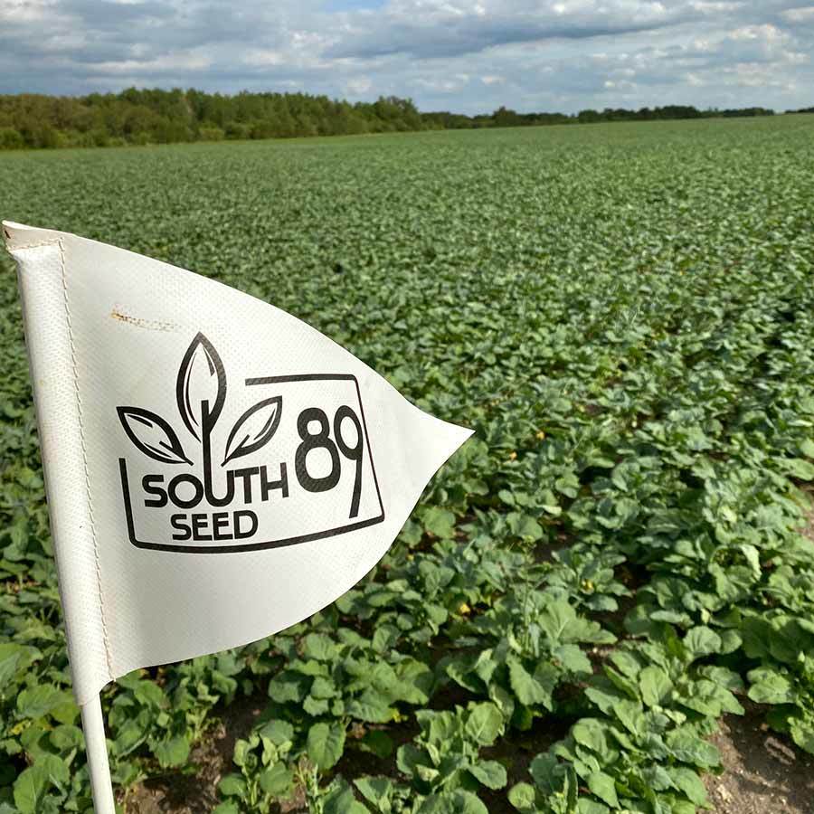 Inset South 89 Flag with Soybeans IMG 6095