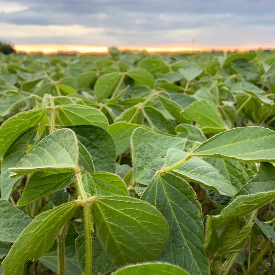 Inset Soybean Closeup Beauty 51 E7 AF2 C 5 EC4 4221 8 BA1 2 B39 C584 F0 DD