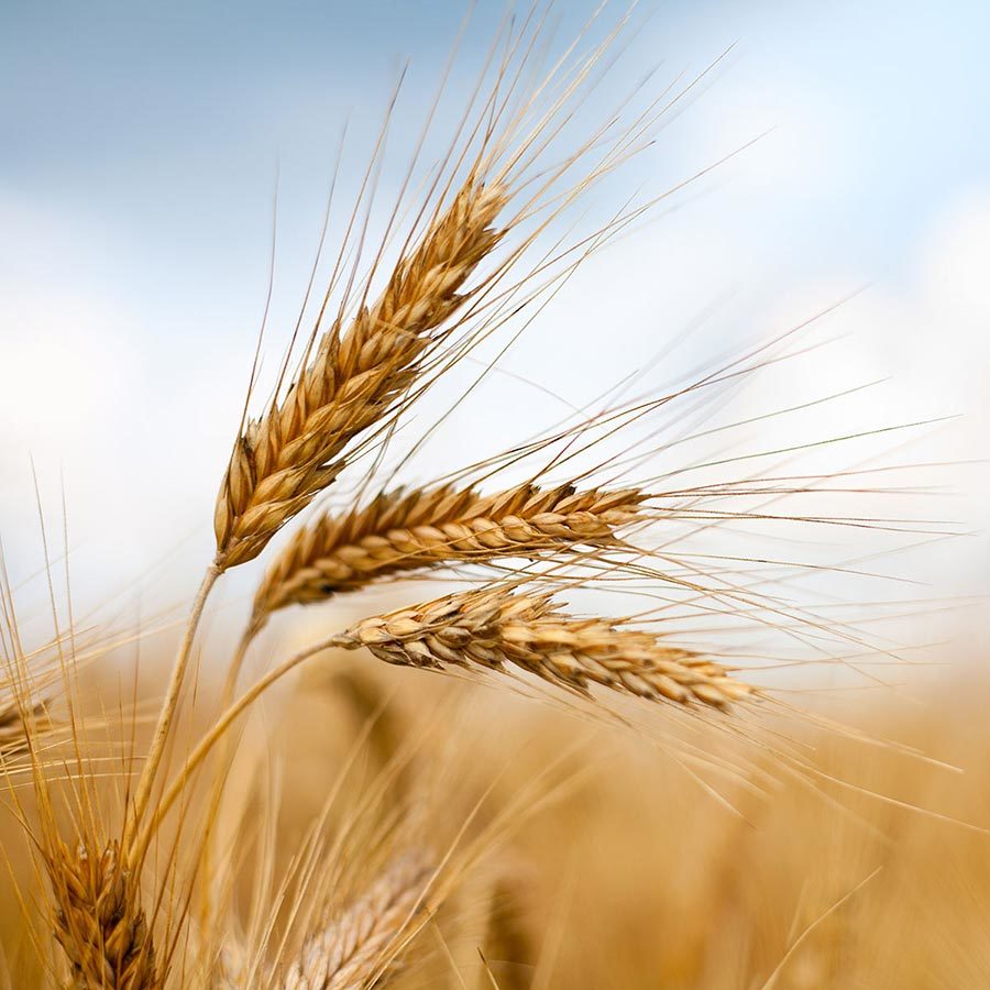 Inset Wheat Getty Images 119165809