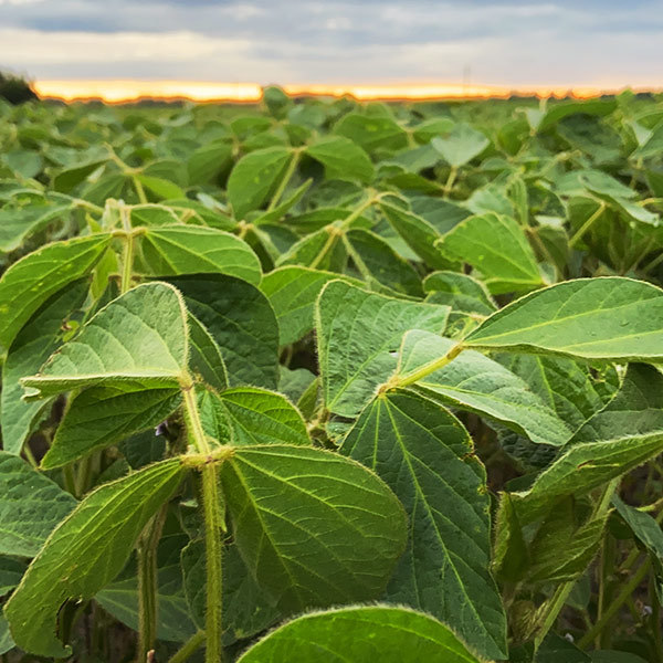 Soybean Sq Closeup Beauty 51 E7 AF2 C 5 EC4 4221 8 BA1 2 B39 C584 F0 DD