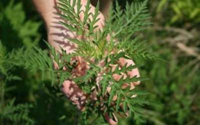 SOUTH 89: COMMON RAGWEED