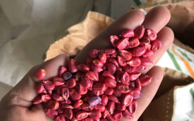 READY, SET, PLANT CORN!