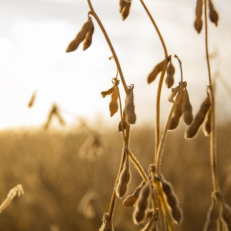 Inset 20190926 COR Crop Protection Soybean 0107