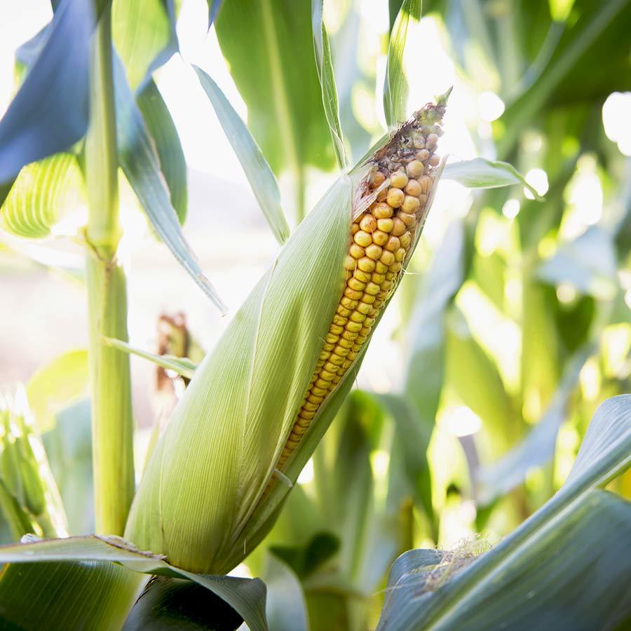 Inset 20191222 COR Stock Corn 0019