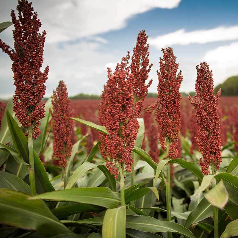 Sorghum LYSNE 014 Edit R3