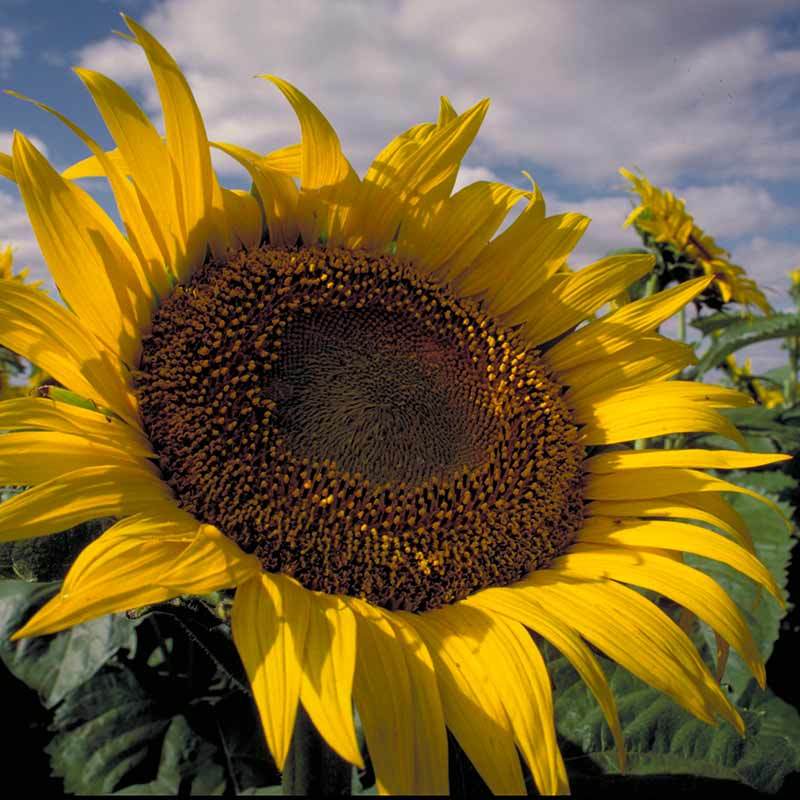 Sunflower 109632820351 0018 1