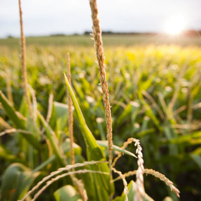 Crop Protection