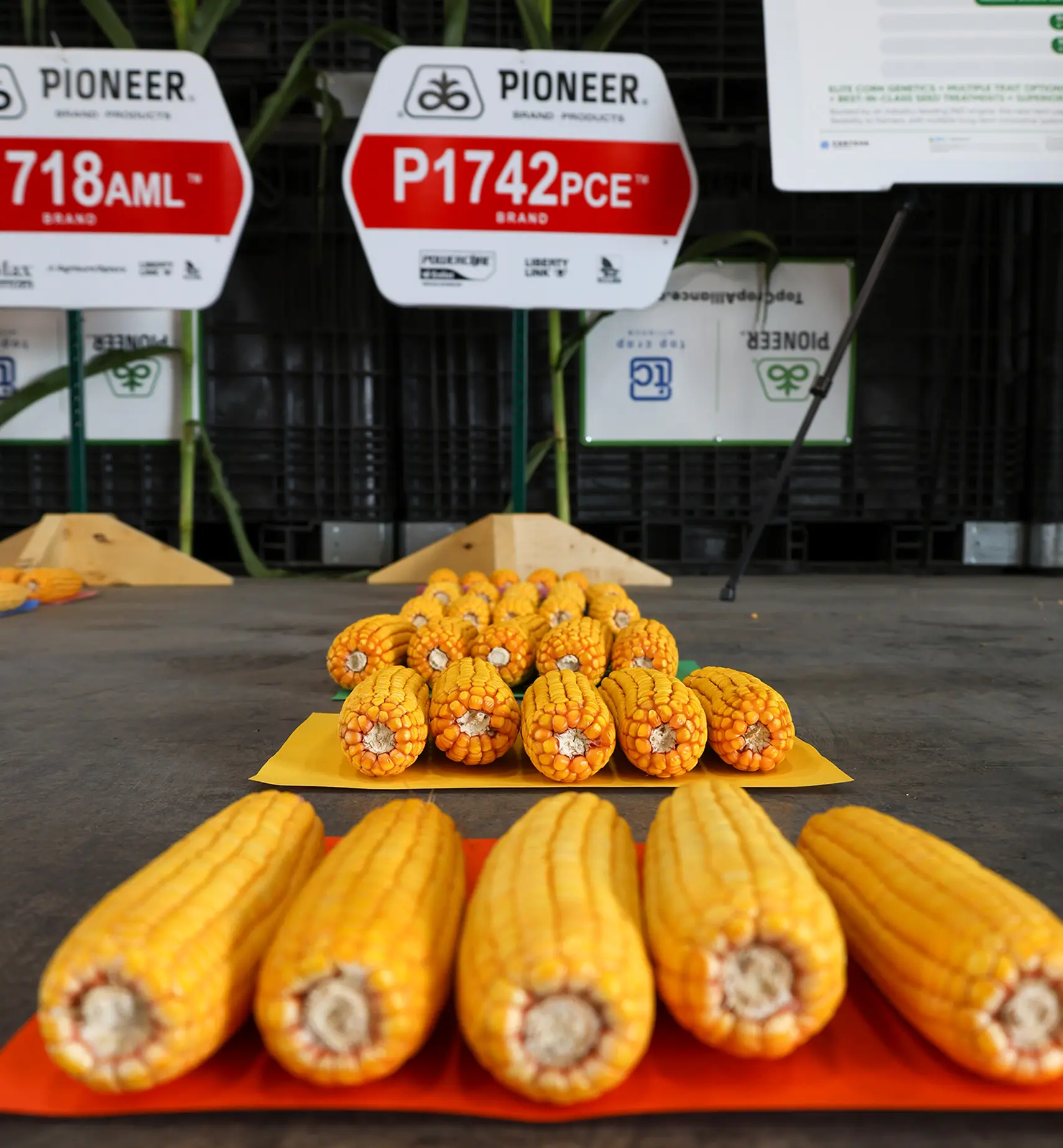 Corn Cob Selections Sq C3 1 S1 A3094