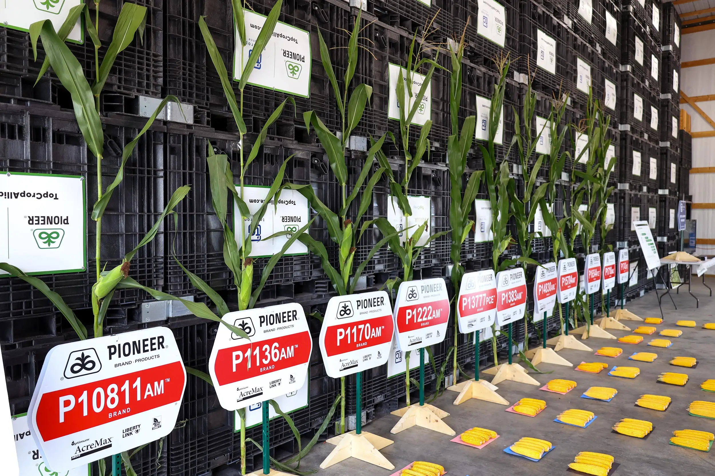 Pioneer Corn Lineup 1 S1 A3142