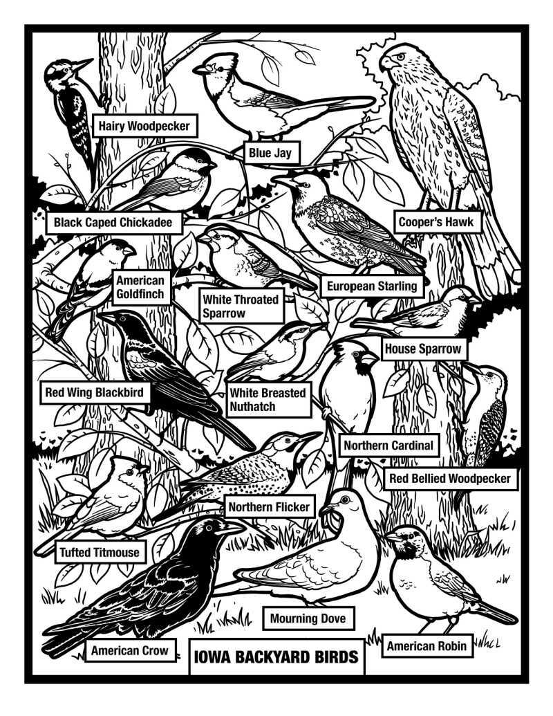 Types of birds in a 2RM coloring page