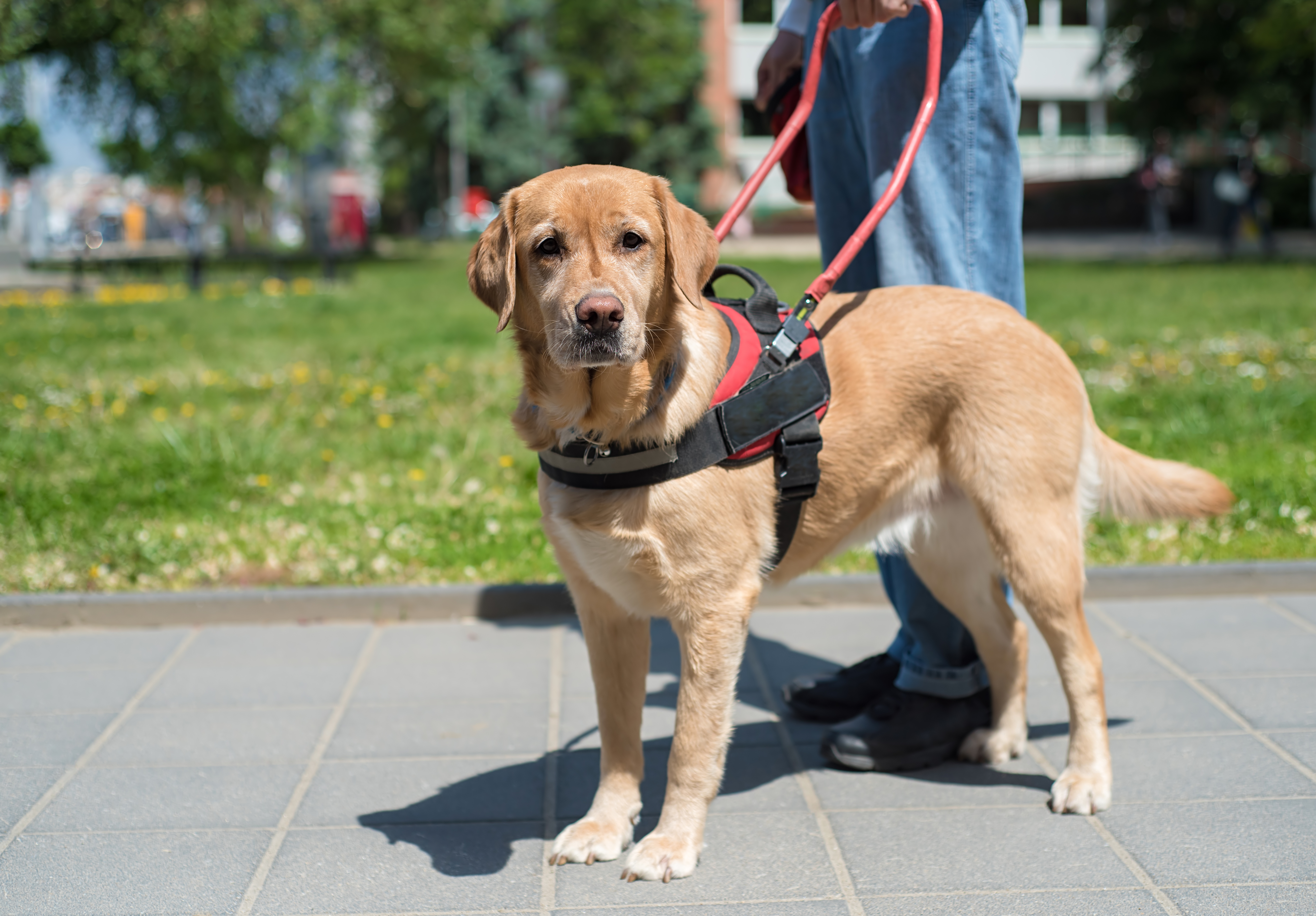 Image of a golden retriever in a service dog vest