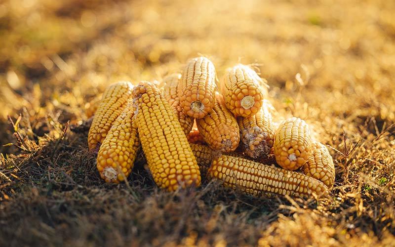 Yield 20201007 COR Corn Harvest York Nebraska 0057