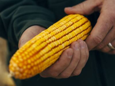 Heat Stress Effects on Corn