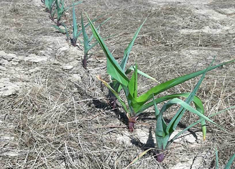 IMG Photo Corn Plants V3 V4 Severe Drought Stress Pioneer NA US V1