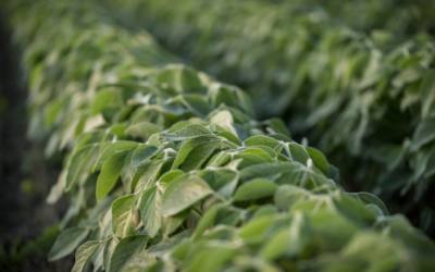 Diagnosing Common In-Season Issues in Soybeans