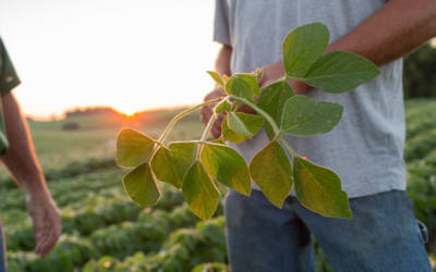 Symptoms of Dicamba Injury in Soybeans