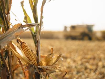 Combine Settings for Harvesting Drought-Stressed Corn