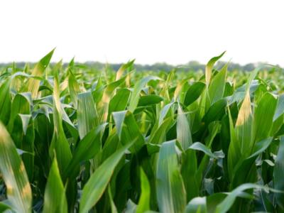 5 Tips for Maximizing Continuous Corn