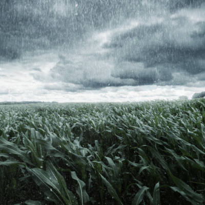 Flooding Impact on Crops