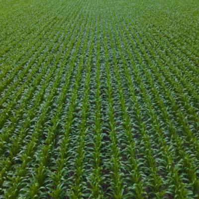 Are Corn Fungicides Worth the Additional Cost?
