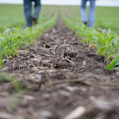 How Planting Depth and Soil Texture Affect Corn Emergence
