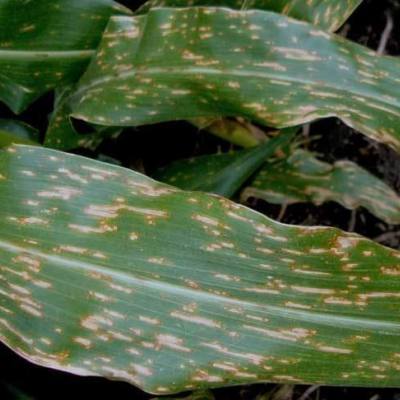 Maximizing the Value of Foliar Fungicides in Corn